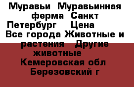 Муравьи, Муравьинная ферма. Санкт-Петербург. › Цена ­ 550 - Все города Животные и растения » Другие животные   . Кемеровская обл.,Березовский г.